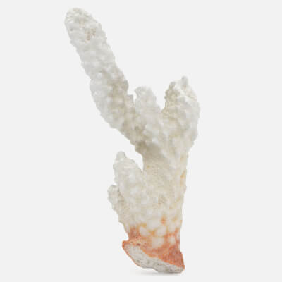 Acropora Florida 03