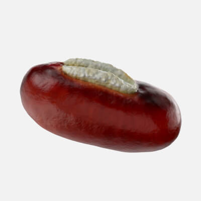 Adzuki Bean - 3D Scanned