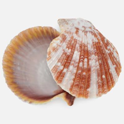 Argopecten Circularis Pose 2