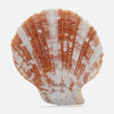 Argopecten Circularis
