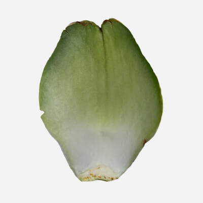 Artichoke Leaf 01