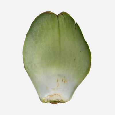 Artichoke Leaf 02