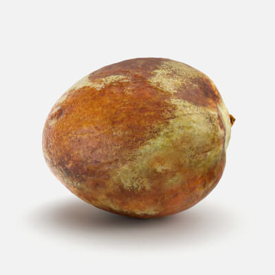 Avocado Seed - 3D Scanned