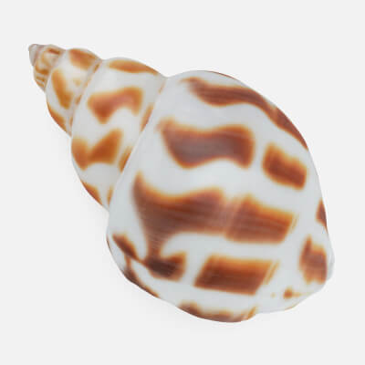 Babylonia Areolata