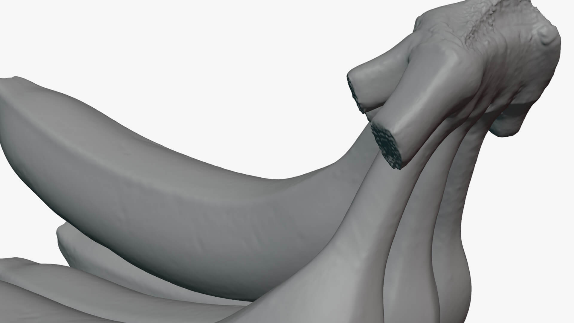 Banana Stem with Remaining Bananas - For 3D Print 3D Model