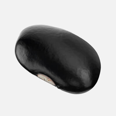 Black Bean - 3D Scanned