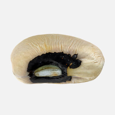 Black Eyed 01 - 3D Scanned
