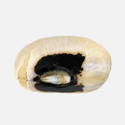 Black Eyed 02 - 3D Scanned