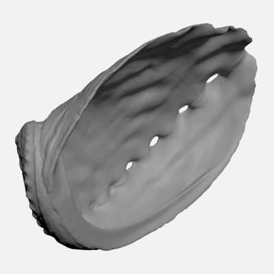 Blue Abalone Shell - For 3D Print