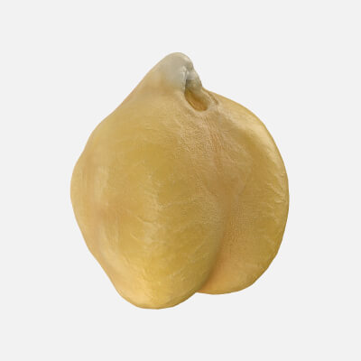 Boiled Chickpea - 3D Scanned