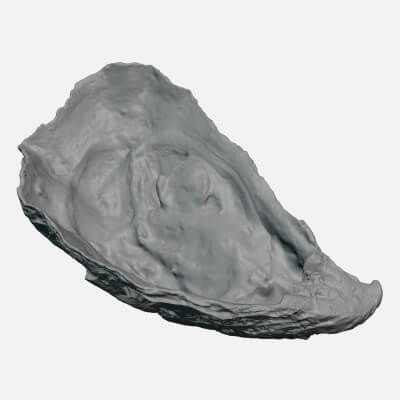 Bottom Half Oyster 01 - For 3D Print