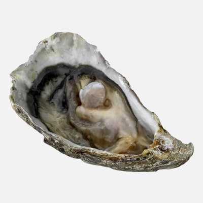 Bottom Half Oyster 01