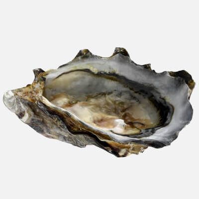 Bottom Half Oyster 02