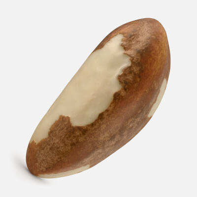 Brazil Nut 02
