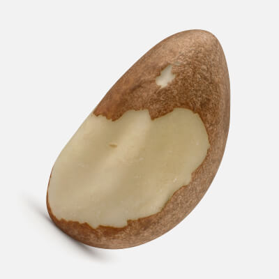 Brazil Nut 04