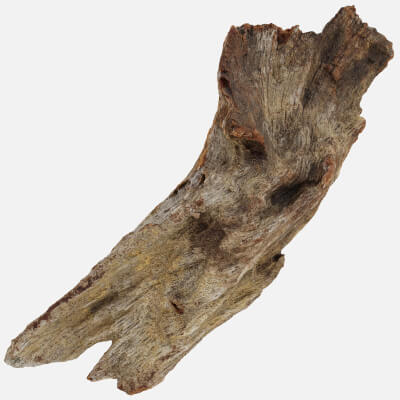 Broken Tree Trunk 01