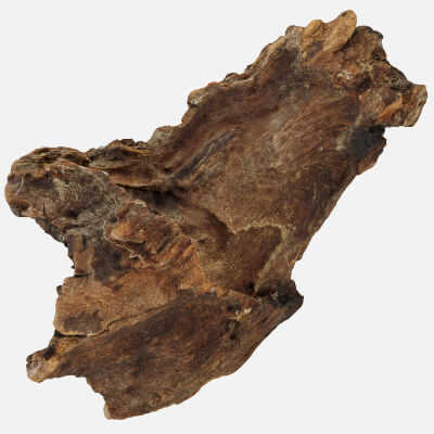 Broken Tree Trunk 02