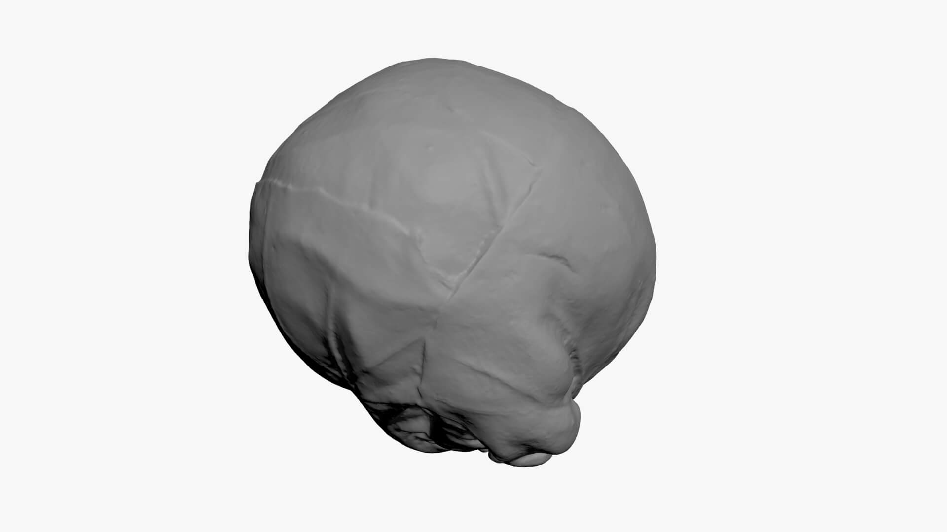 Brussels Sprout 03 - For 3D Print 3D Model