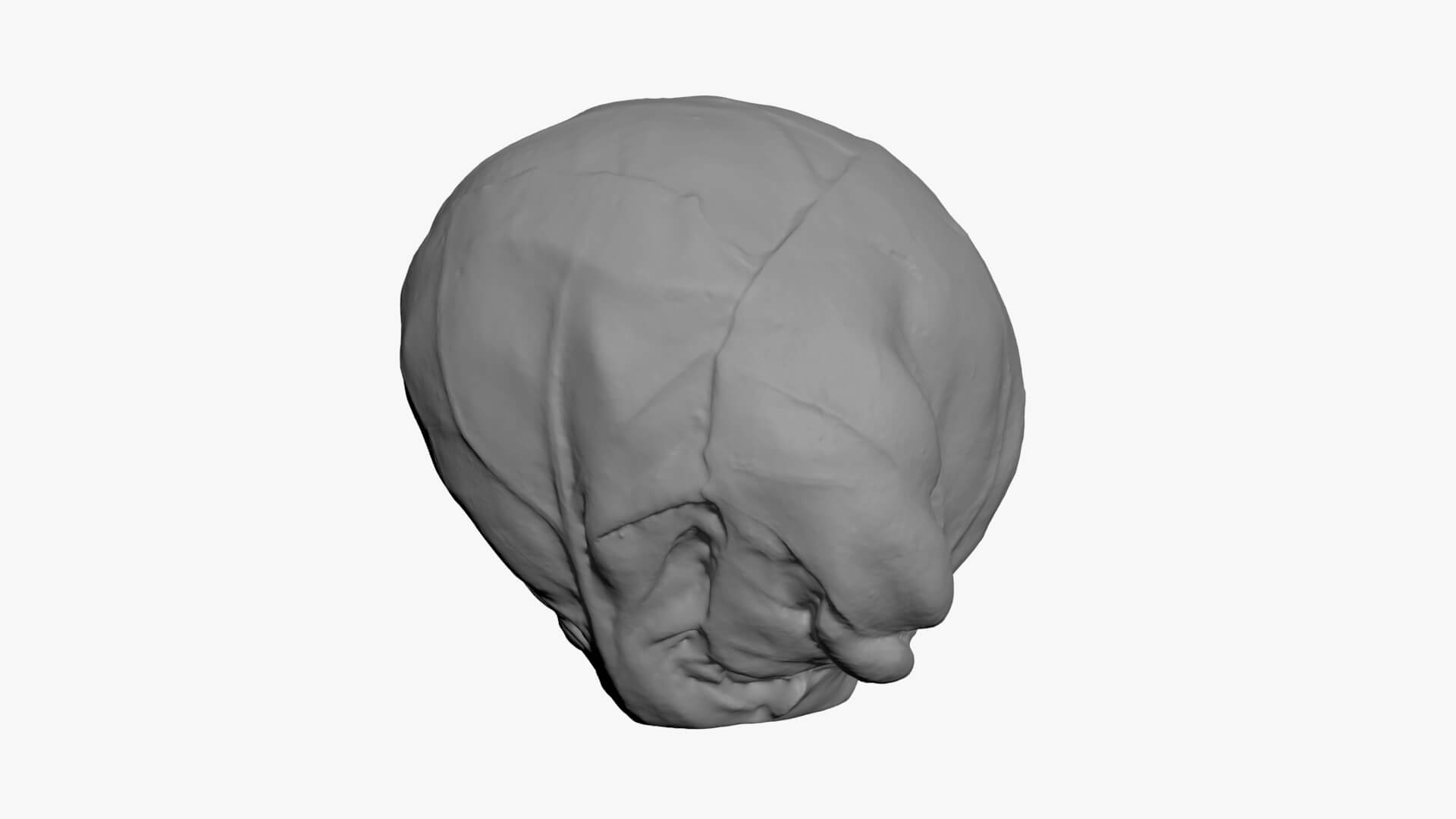 Brussels Sprout 03 - For 3D Print 3D Model