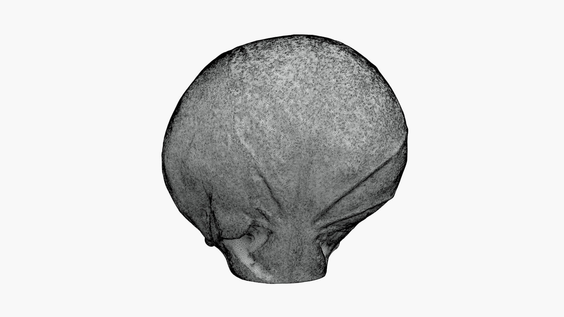 Brussels Sprout 03 - For 3D Print 3D Model