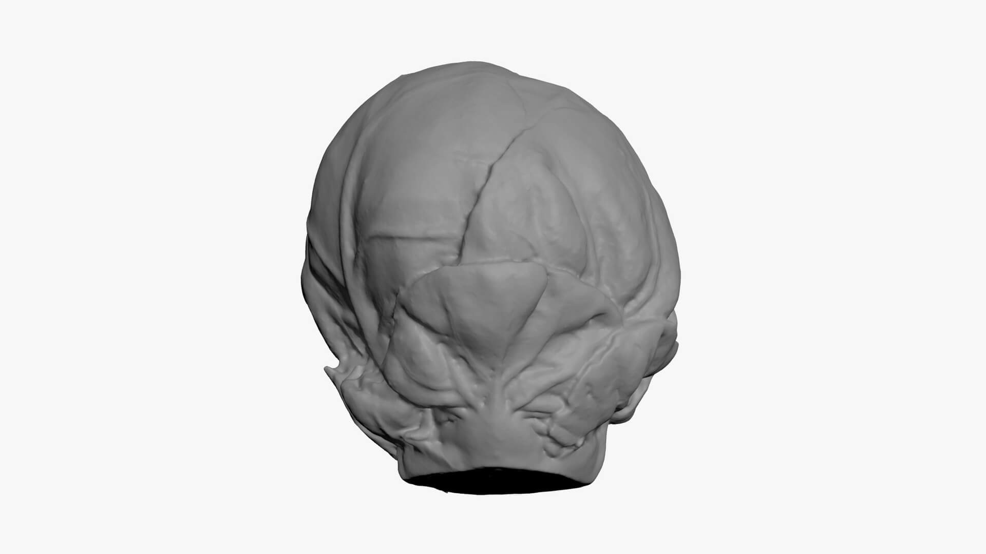 Brussels Sprout 04 - For 3D Print 3D Model