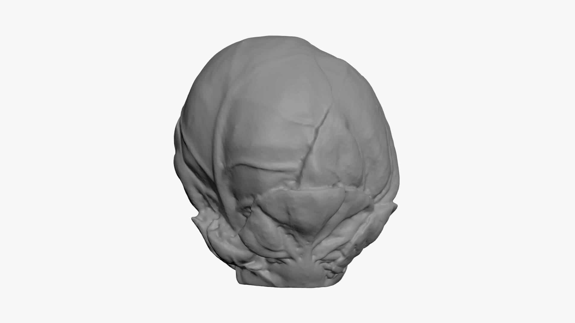 Brussels Sprout 04 - For 3D Print 3D Model
