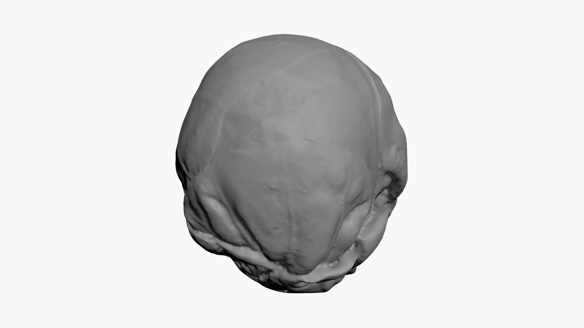 Brussels Sprout 04 - For 3D Print 3D Model