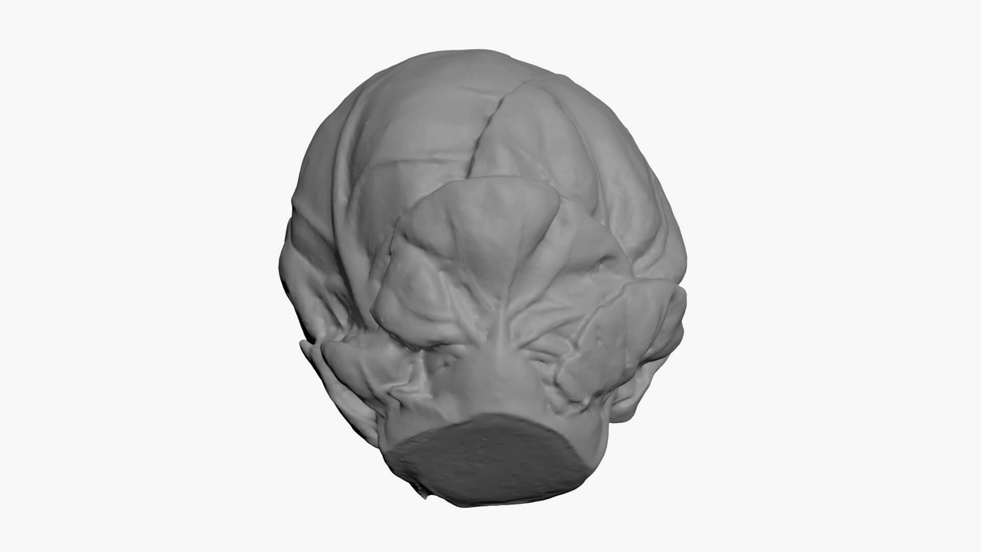 Brussels Sprout 04 - For 3D Print 3D Model