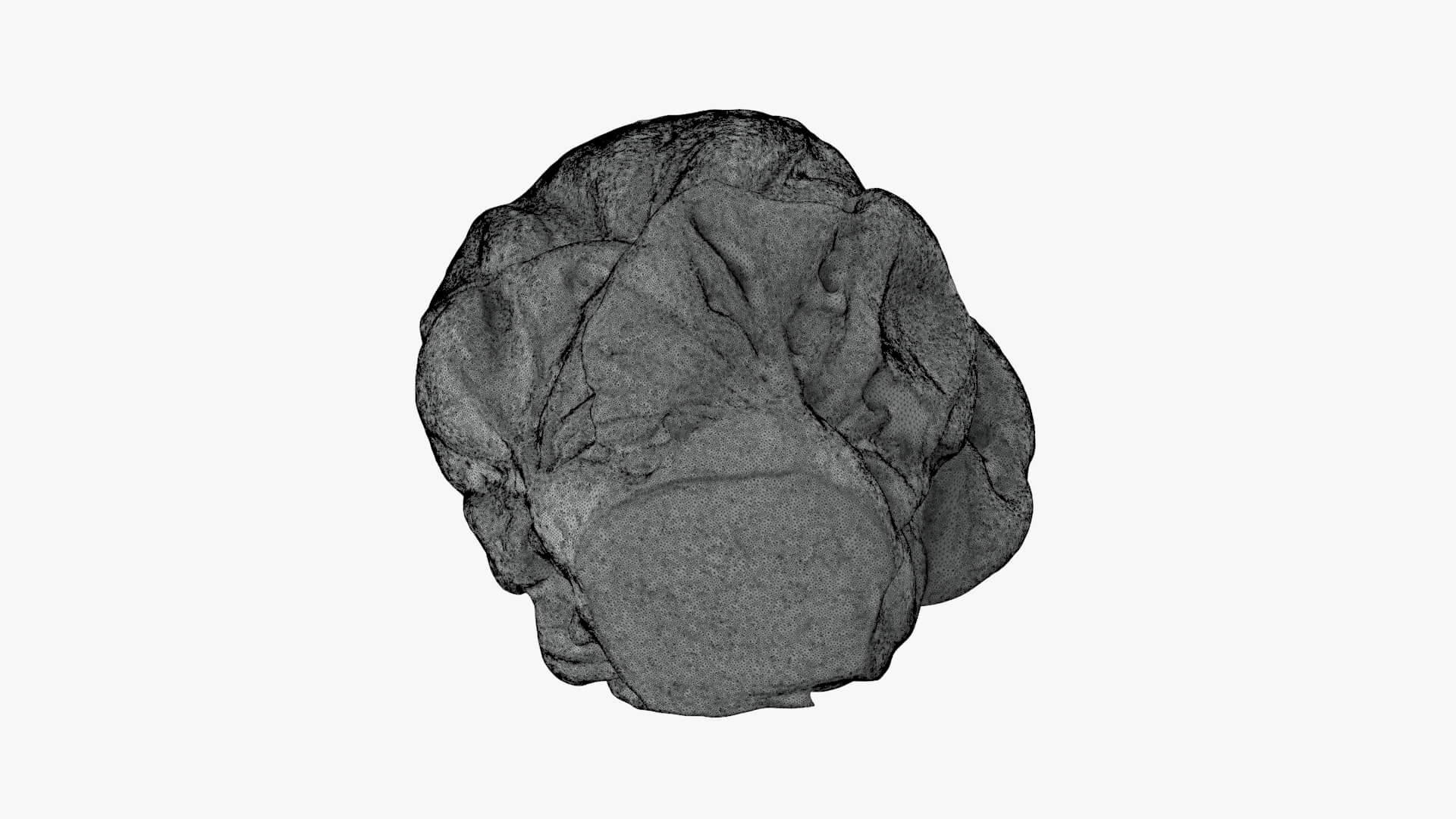 Brussels Sprout 04 - For 3D Print 3D Model