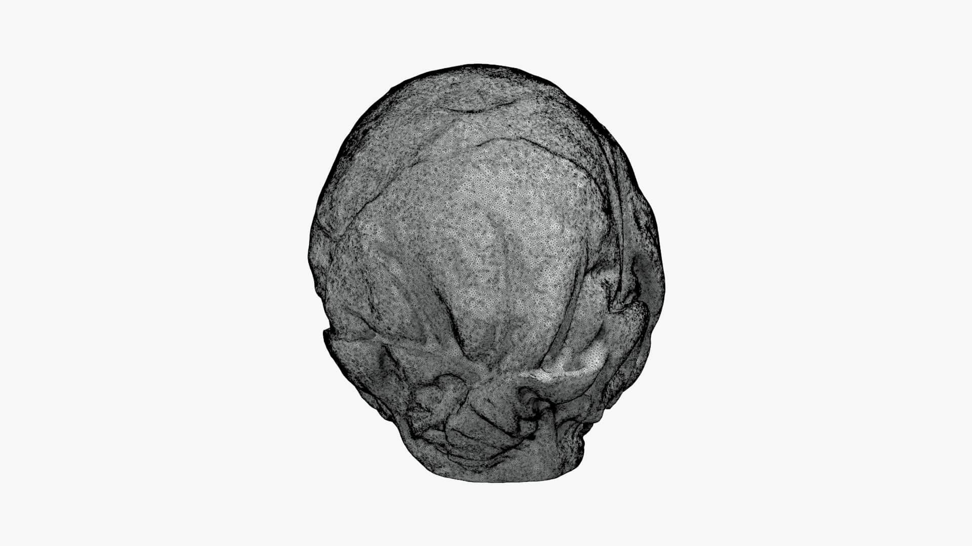 Brussels Sprout 04 - For 3D Print 3D Model
