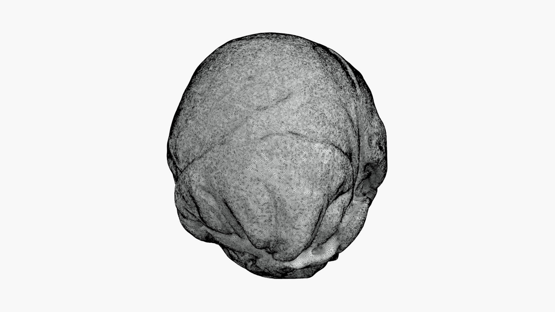 Brussels Sprout 04 - For 3D Print 3D Model