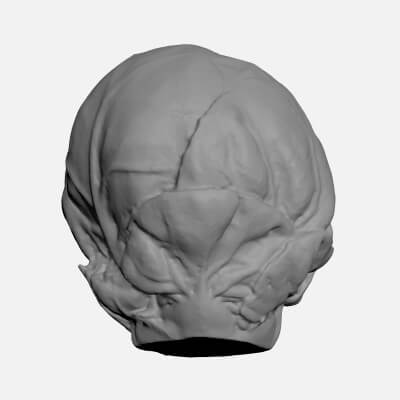 Brussels Sprout 04 - For 3D Print