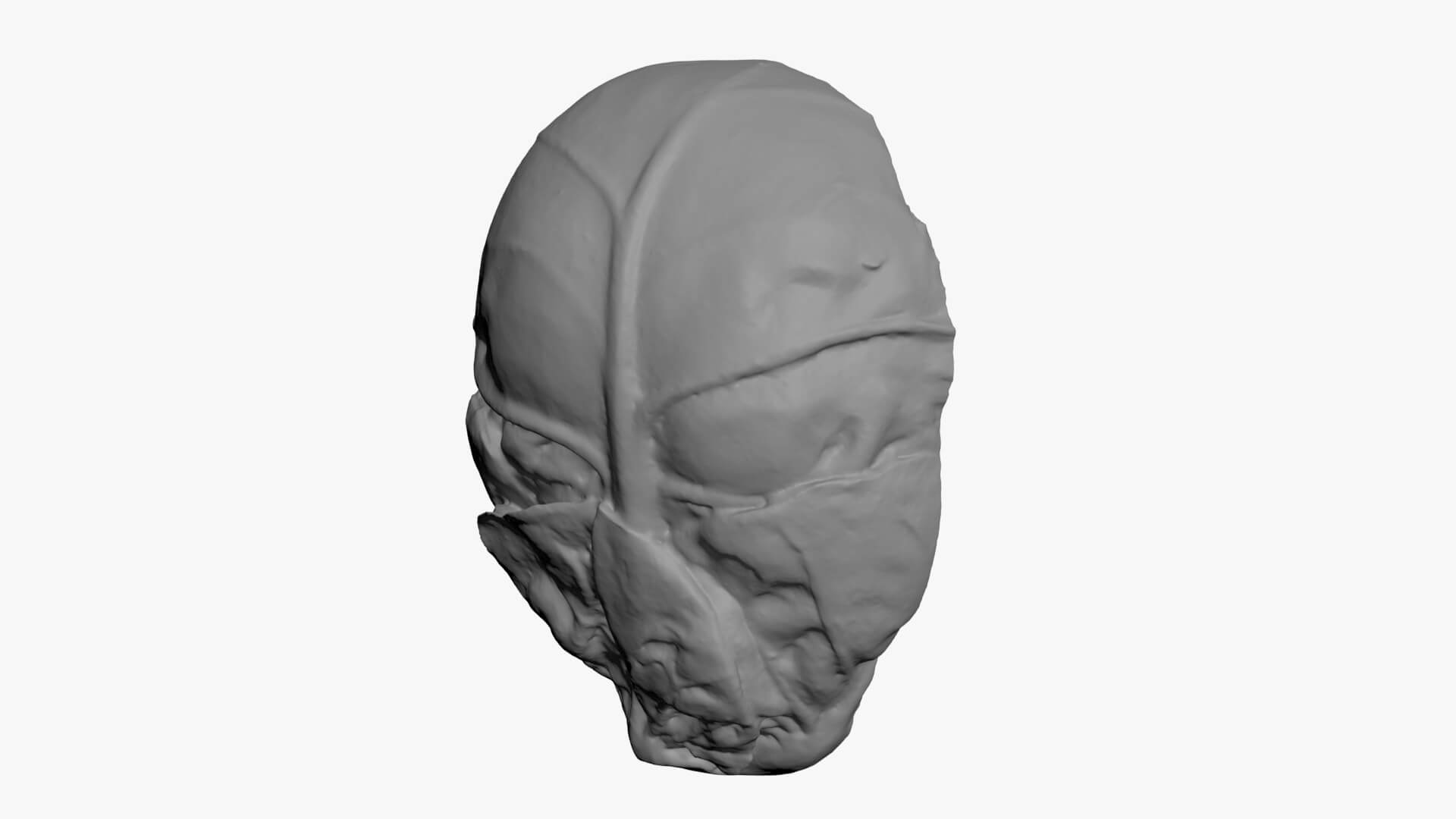Brussels Sprout Half 01 - For 3D Print 3D Model