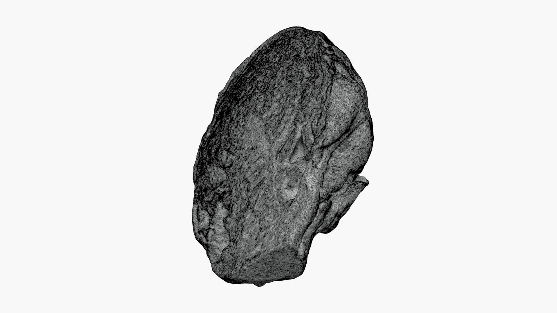 Brussels Sprout Half 01 - For 3D Print 3D Model