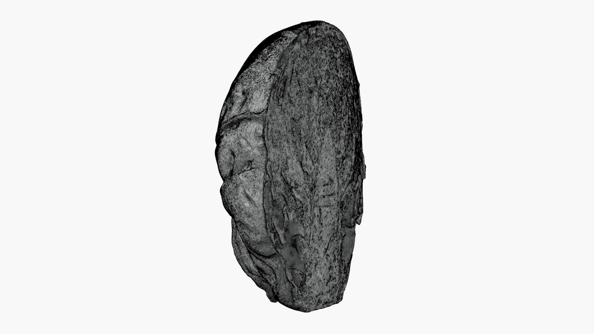 Brussels Sprout Half 01 - For 3D Print 3D Model