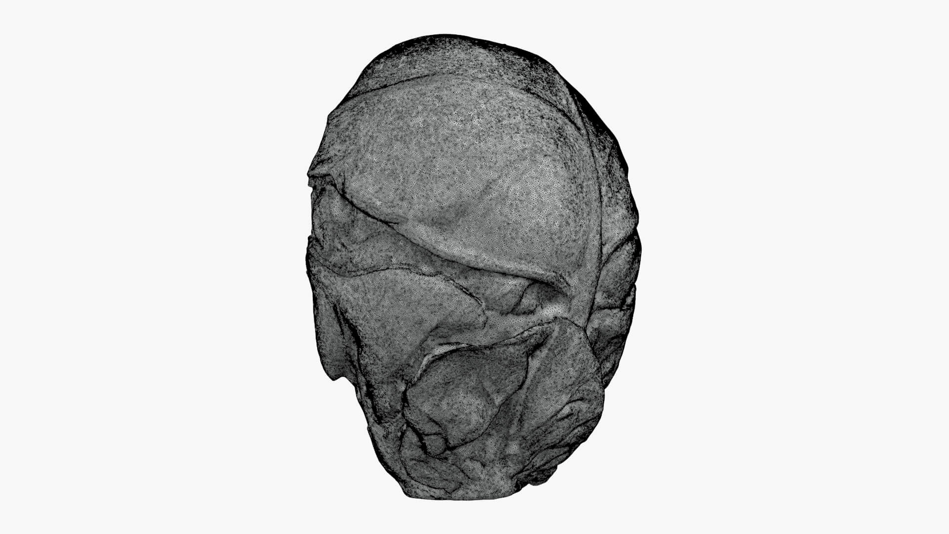 Brussels Sprout Half 01 - For 3D Print 3D Model