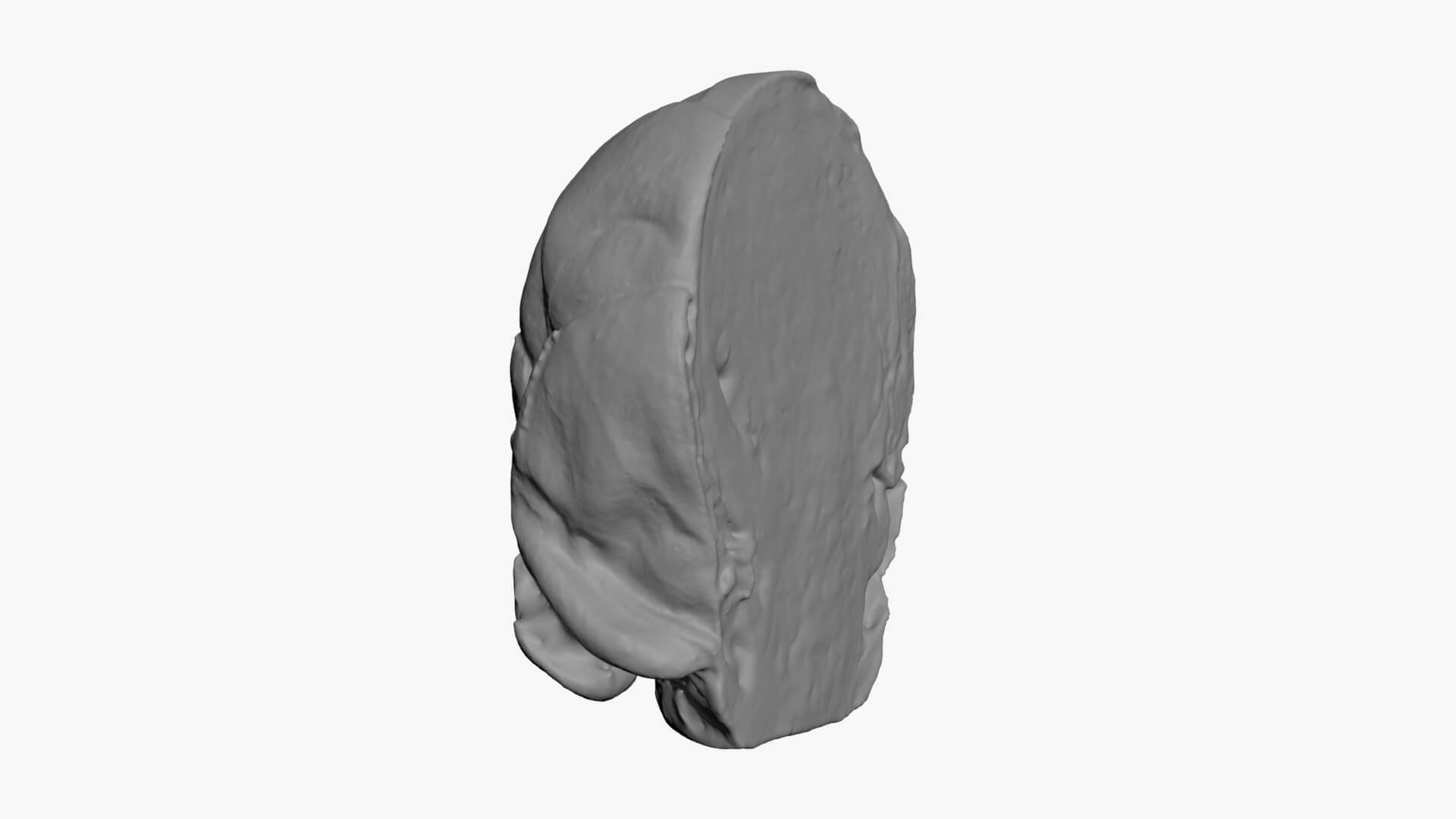 Brussels Sprout Half 02 - For 3D Print 3D Model