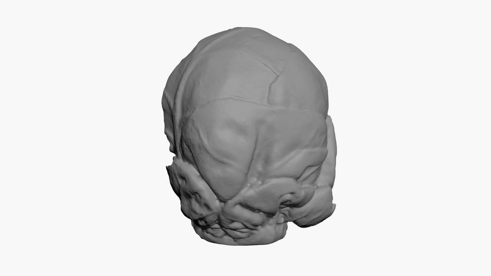Brussels Sprout Half 02 - For 3D Print 3D Model