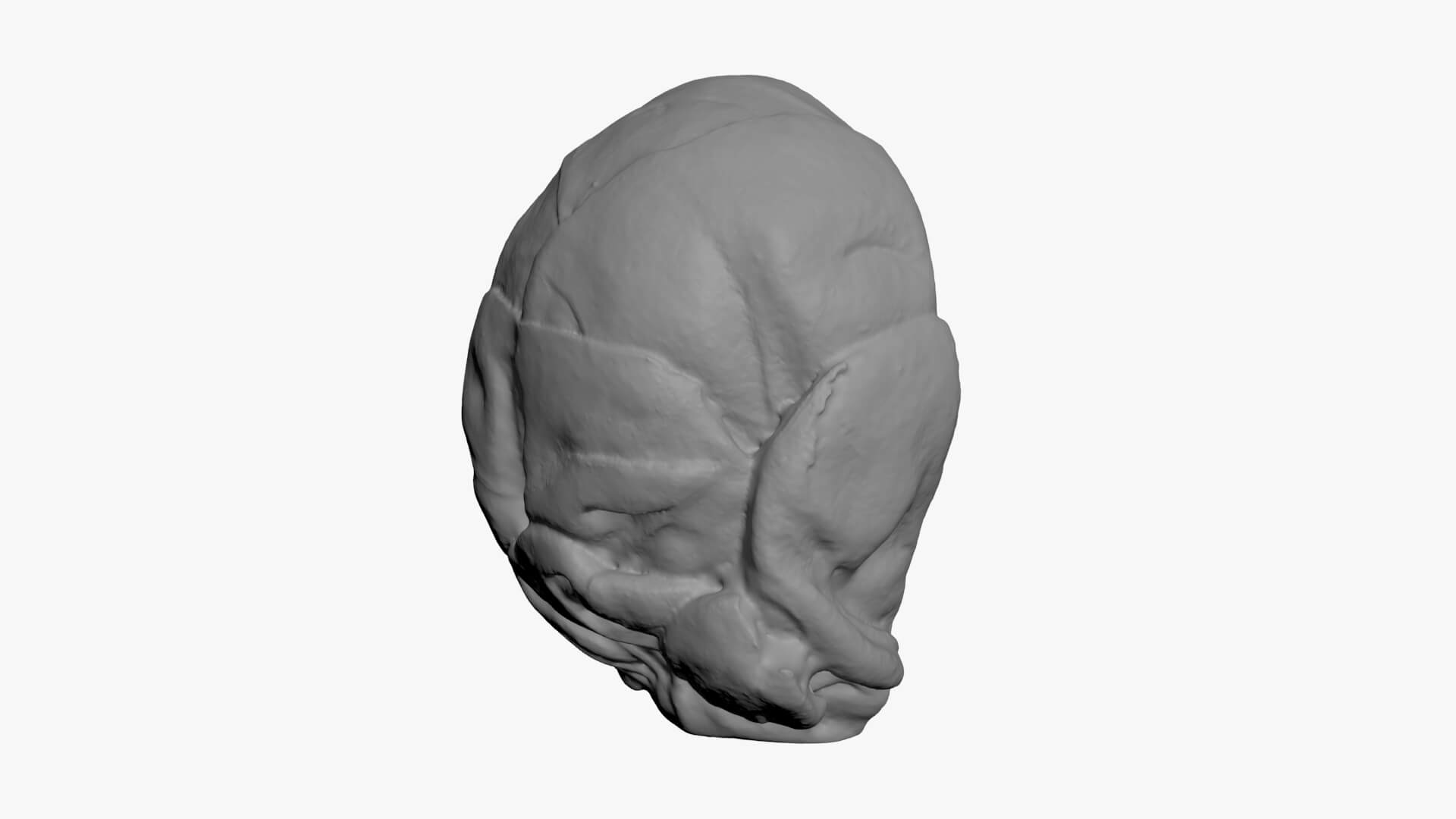 Brussels Sprout Half 02 - For 3D Print 3D Model