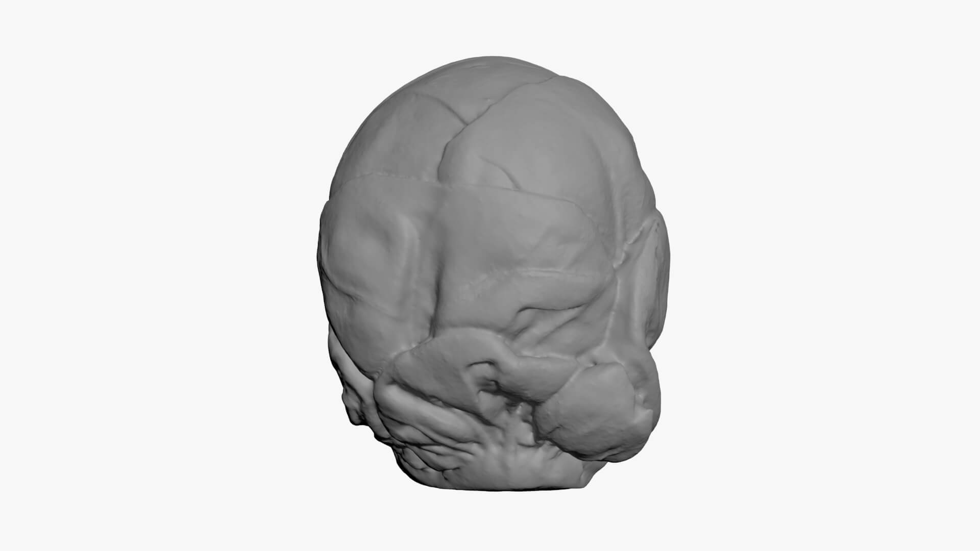 Brussels Sprout Half 02 - For 3D Print 3D Model