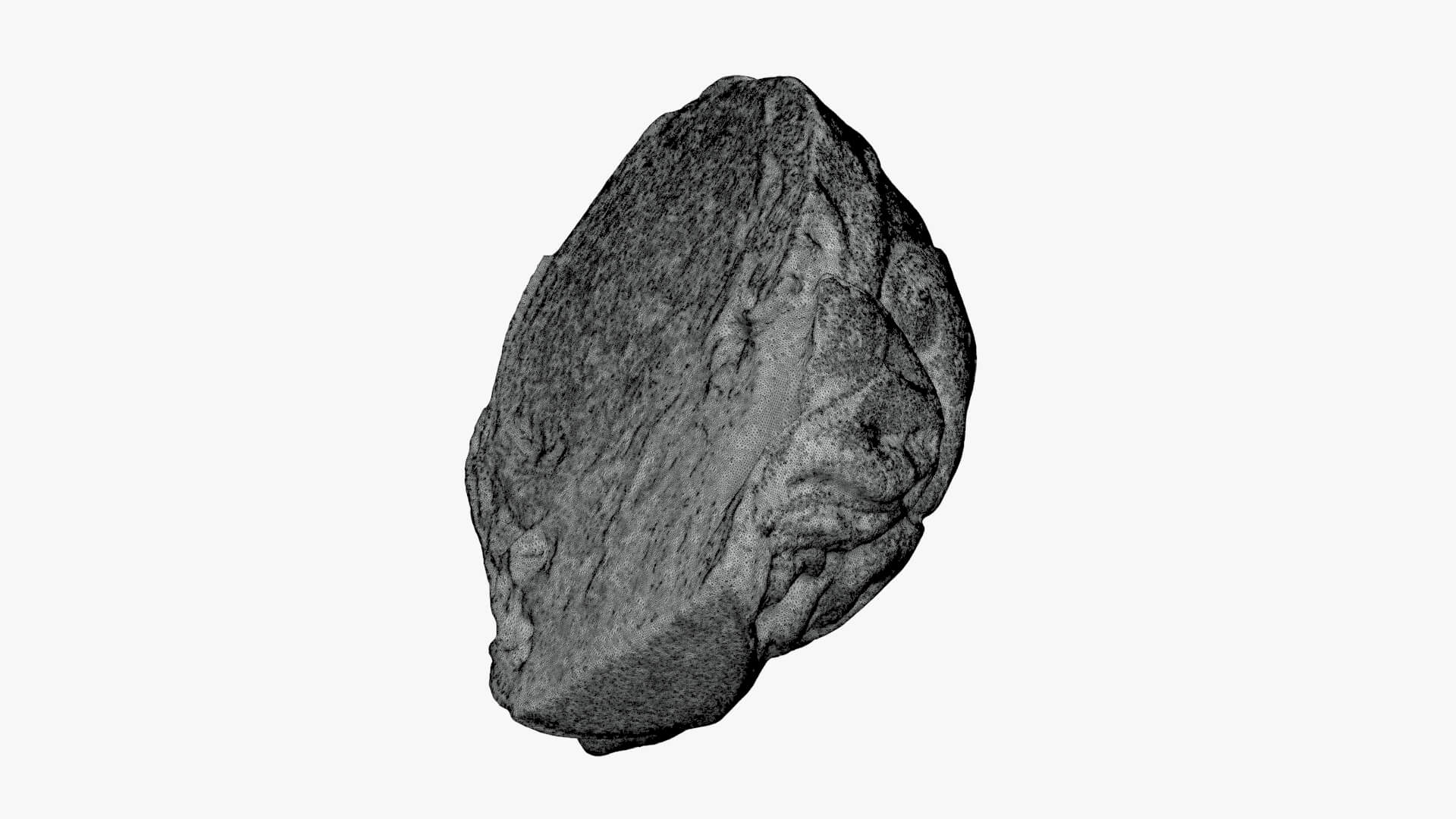 Brussels Sprout Half 02 - For 3D Print 3D Model