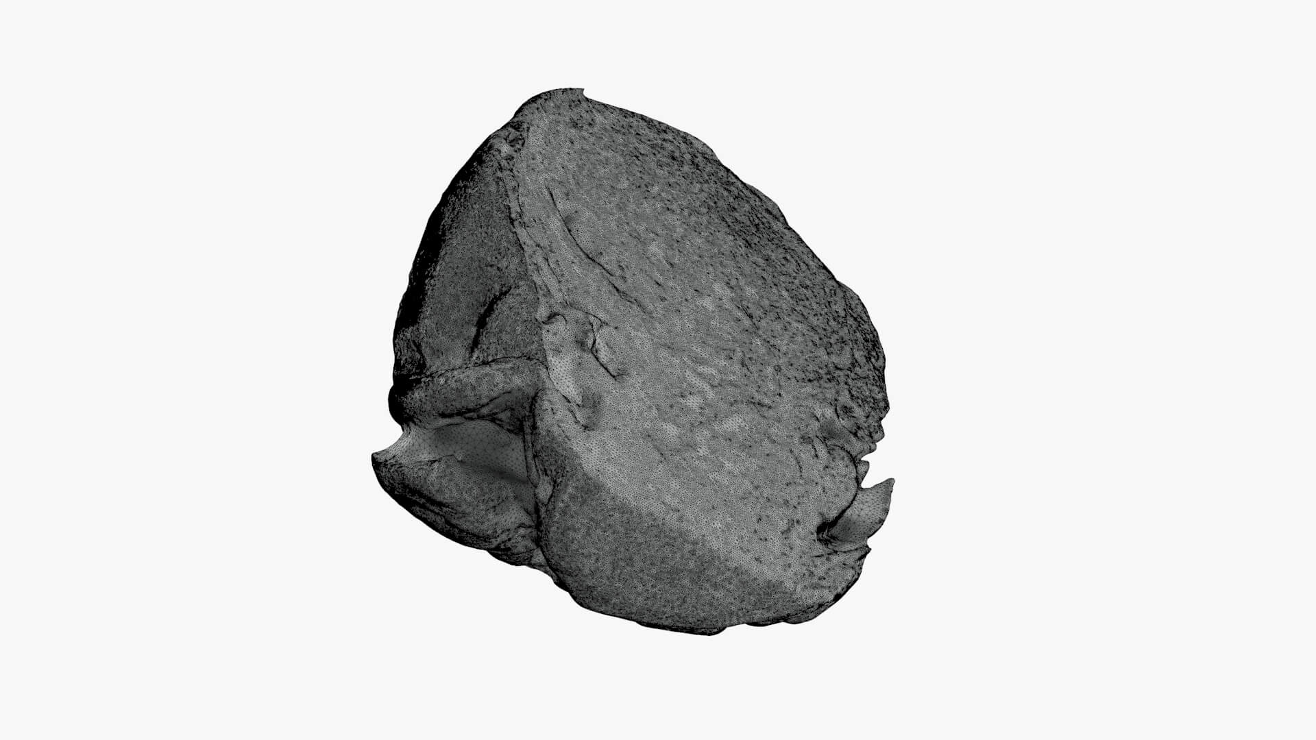 Brussels Sprout Half 02 - For 3D Print 3D Model