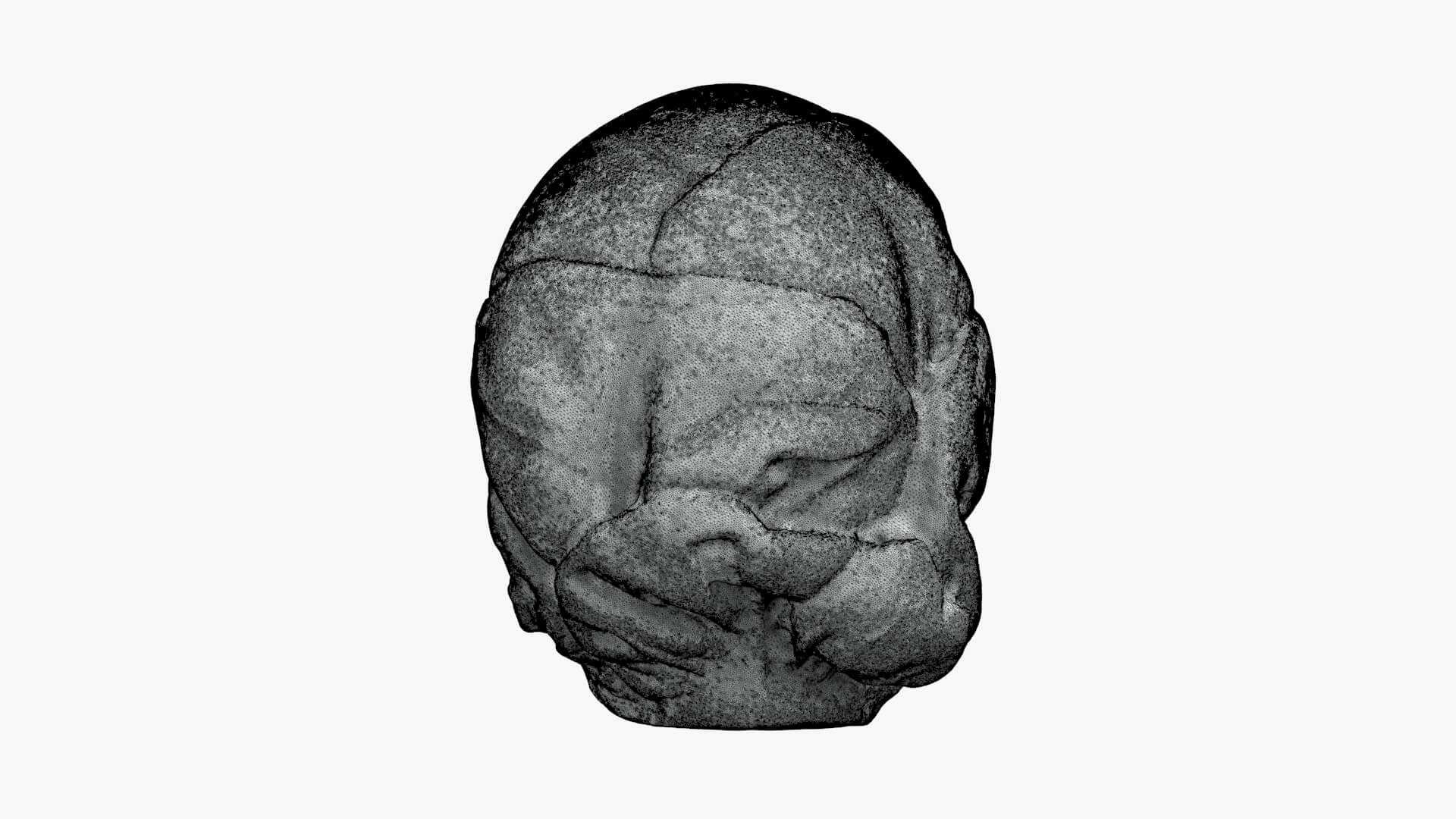 Brussels Sprout Half 02 - For 3D Print 3D Model