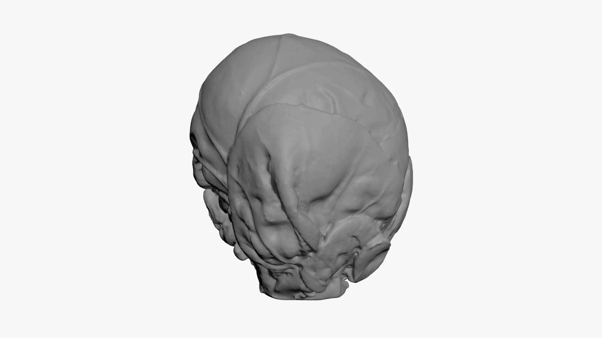Brussels Sprout 02 - For 3D Print 3D Model