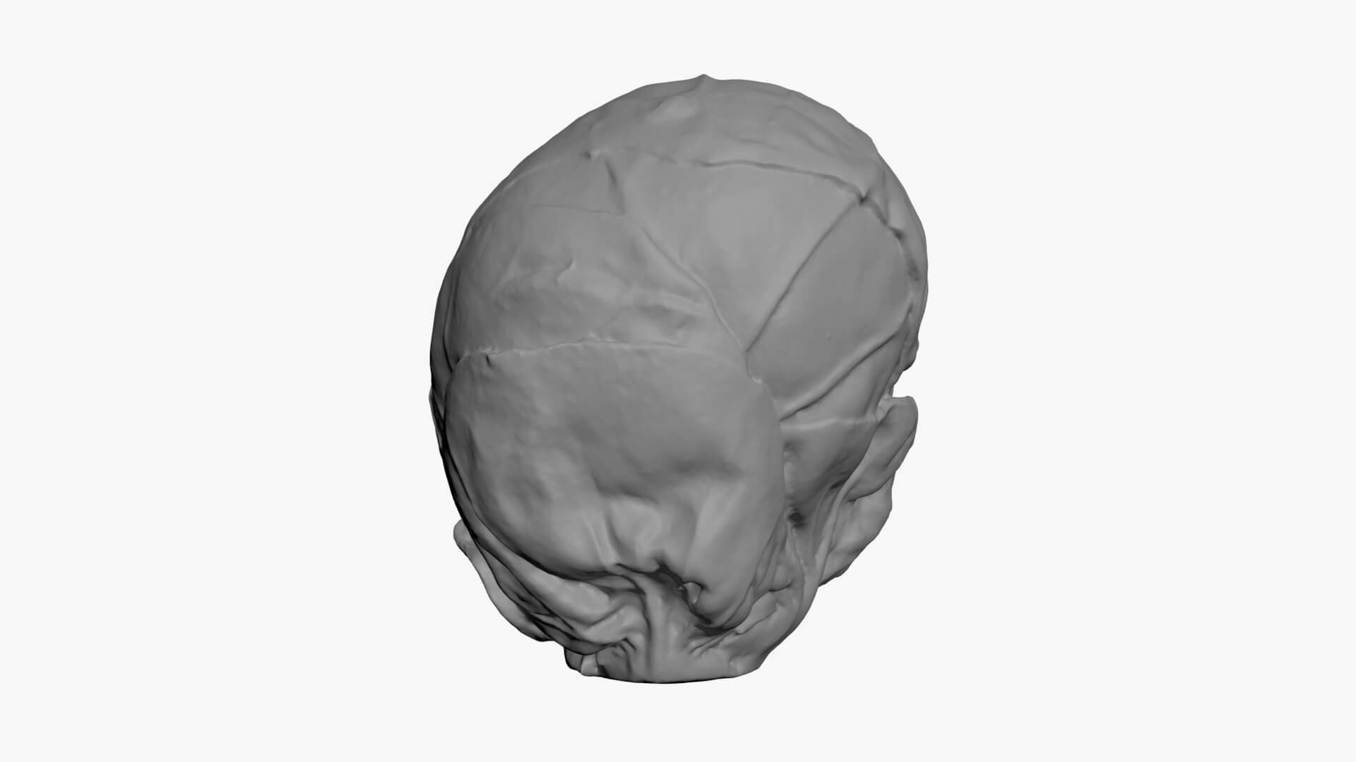 Brussels Sprout 02 - For 3D Print 3D Model