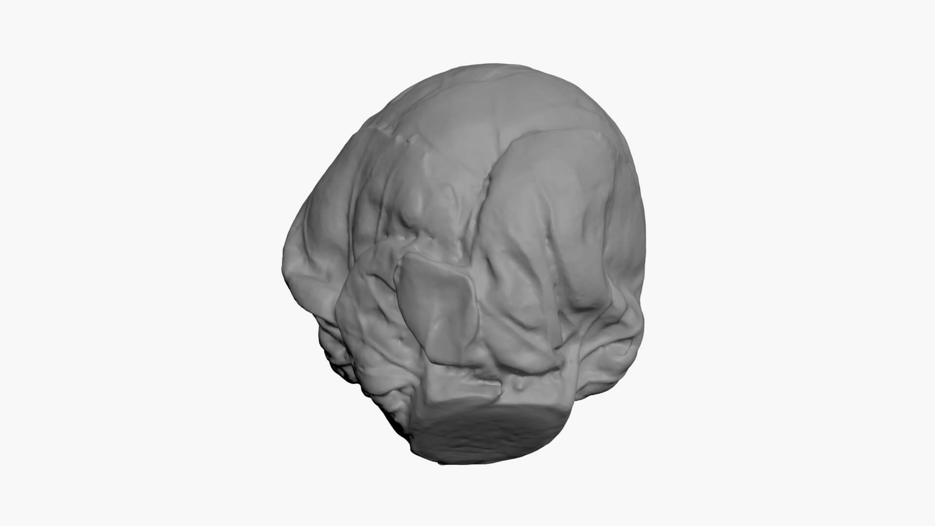 Brussels Sprout 02 - For 3D Print 3D Model