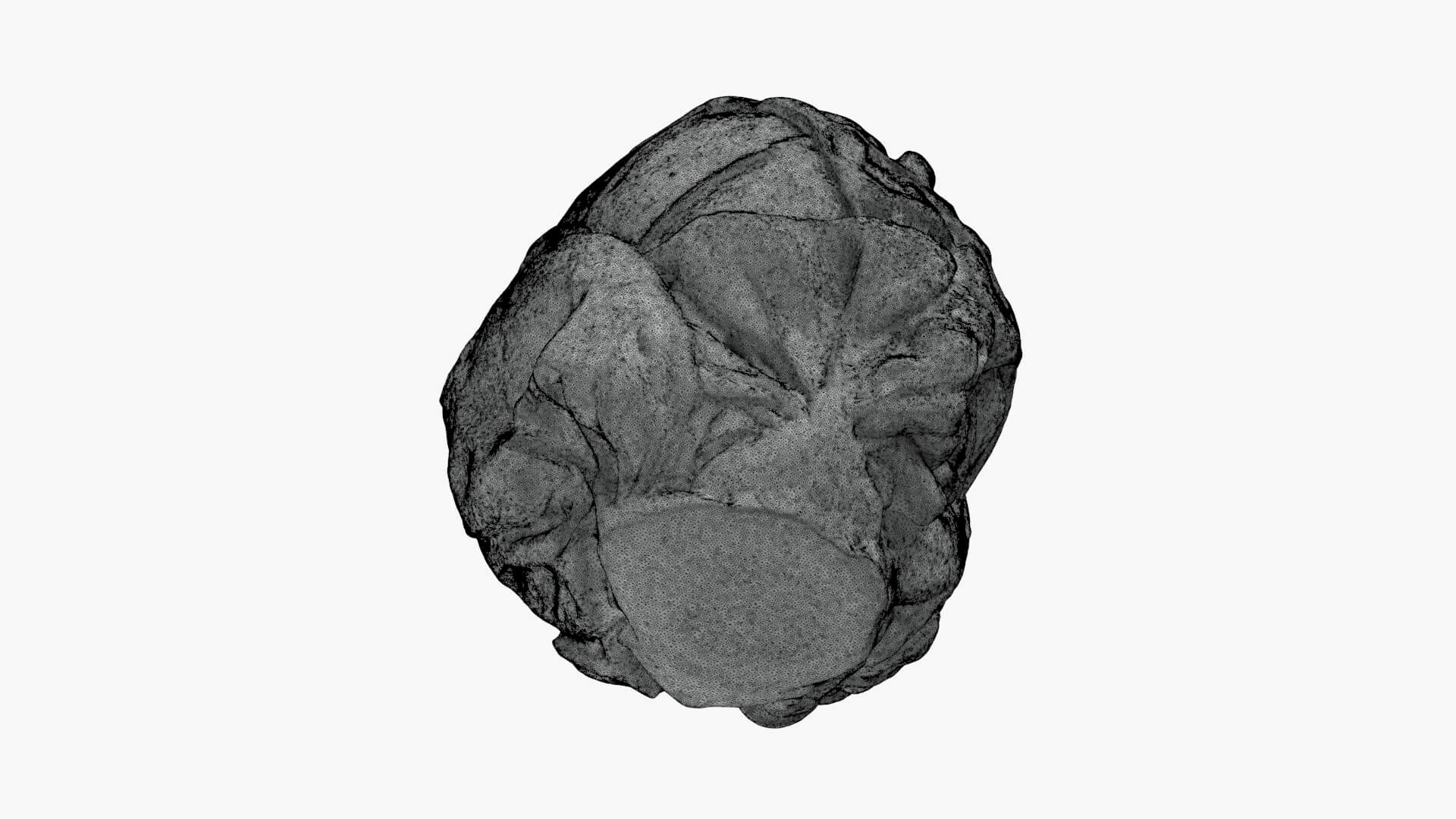 Brussels Sprout 02 - For 3D Print 3D Model