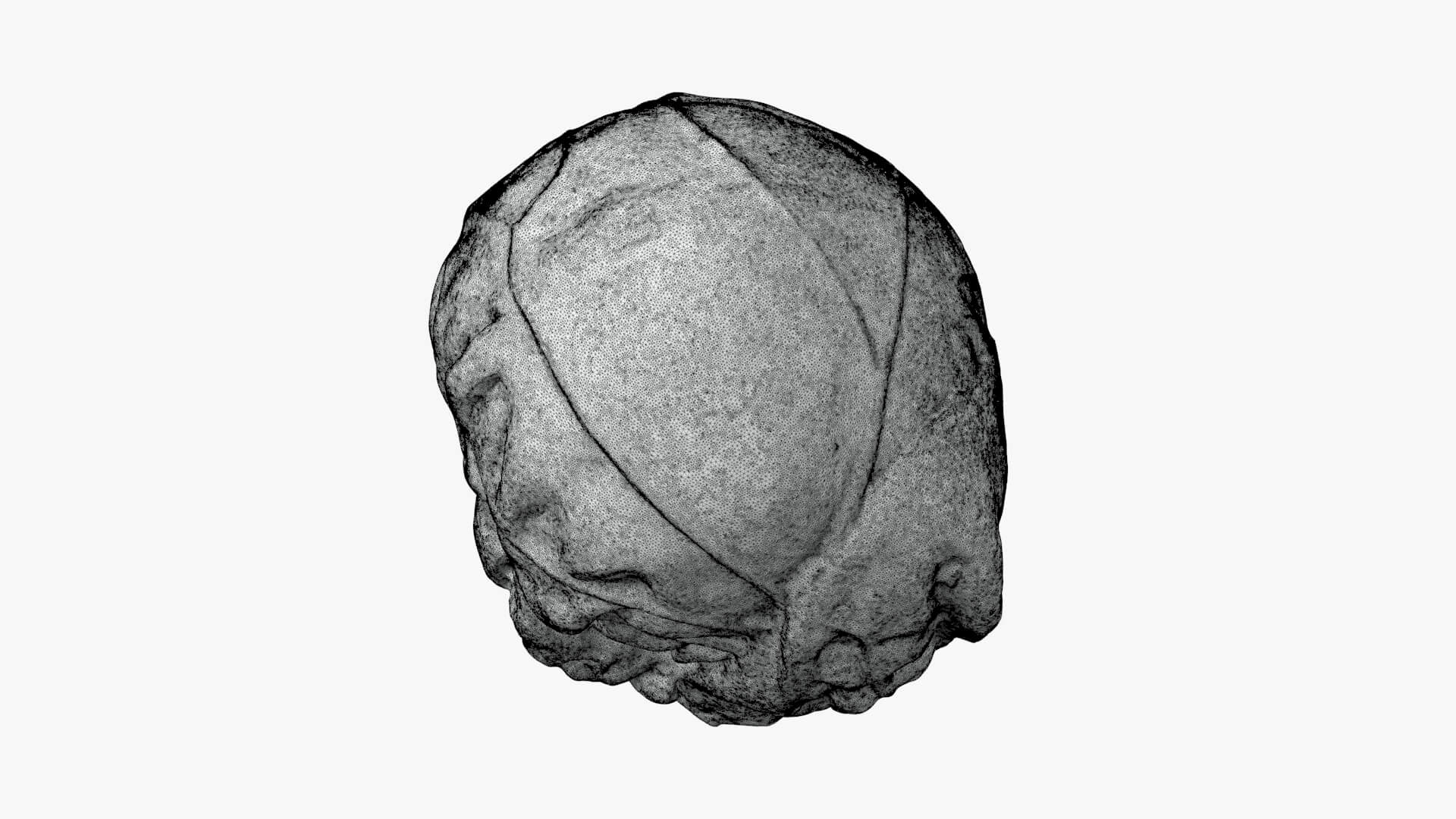 Brussels Sprout 02 - For 3D Print 3D Model