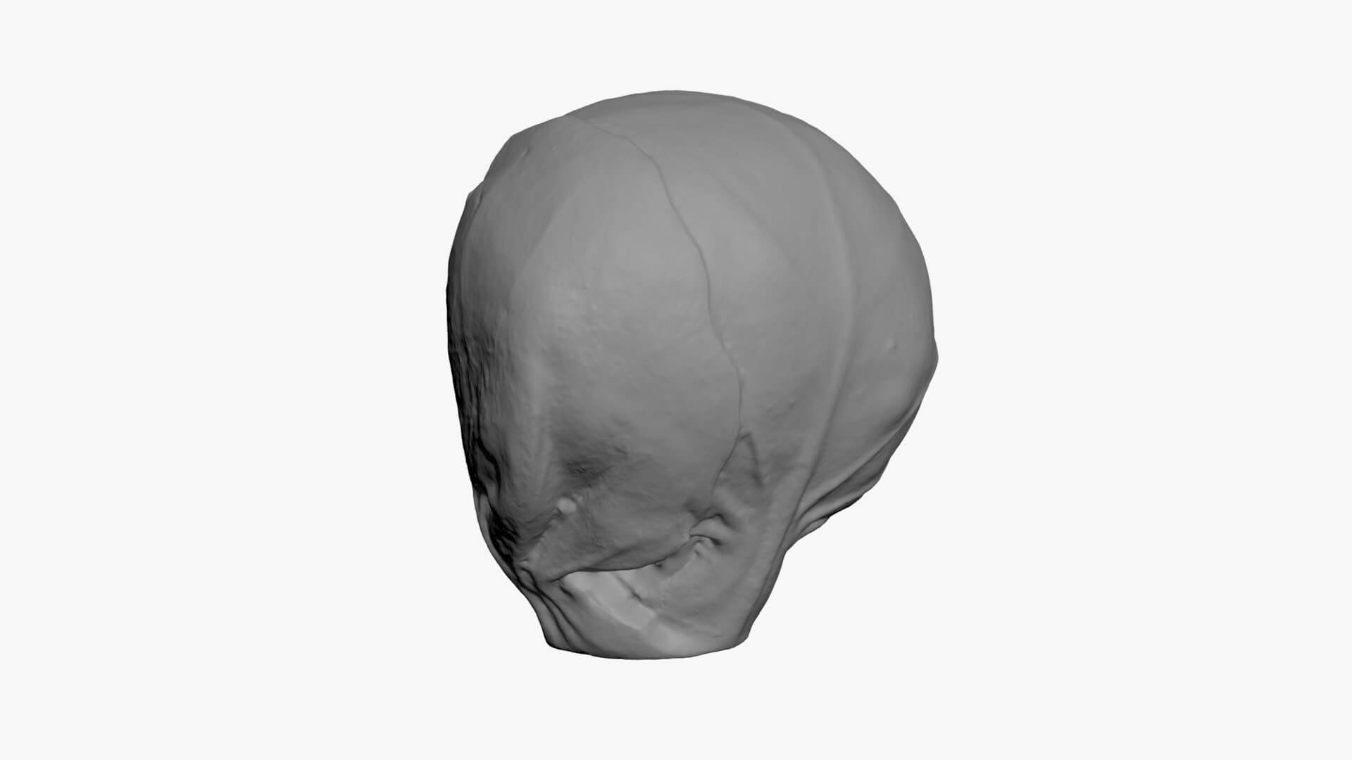 Brussels Sprout Half 03 - For 3D Print 3D Model