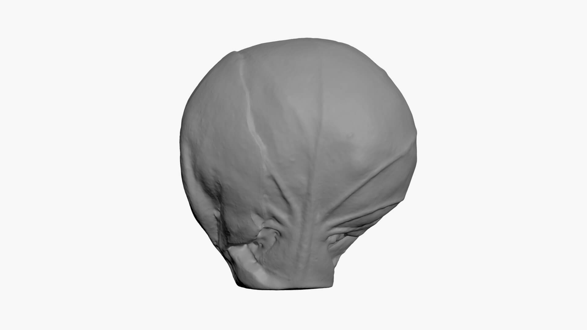 Brussels Sprout Half 03 - For 3D Print 3D Model